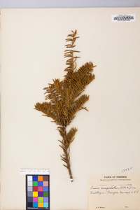 Taxus cuspidata image