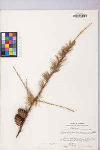 Larix laricina image