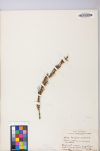 Larix laricina image