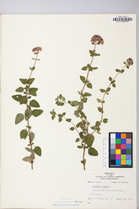 Origanum vulgare image