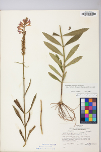 Physostegia virginiana image