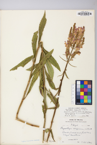 Physostegia virginiana image