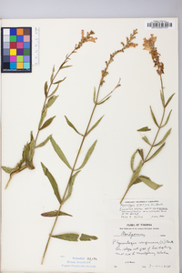 Physostegia virginiana image