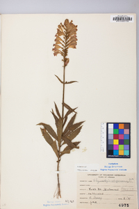 Physostegia virginiana image