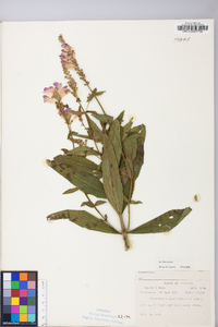 Physostegia virginiana image