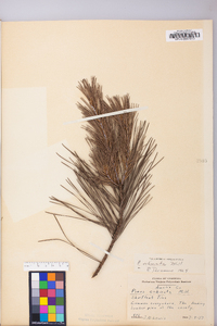 Pinus echinata image