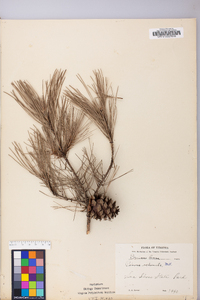 Pinus echinata image