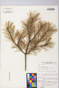 Pinus pungens image