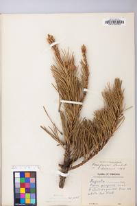 Pinus pungens image