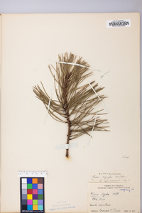 Pinus rigida image