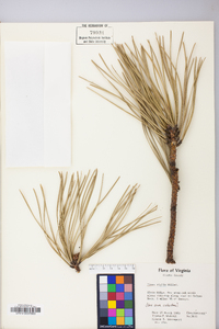 Pinus rigida image