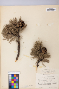 Pinus rigida image