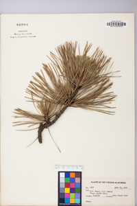 Pinus rigida image