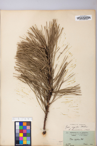 Pinus rigida image