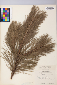 Pinus rigida image