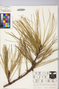 Pinus serotina image