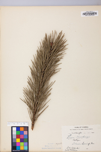 Pinus thunbergii image