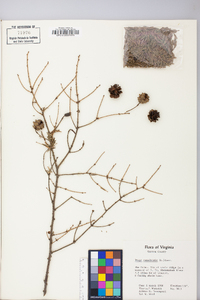 Tsuga canadensis image