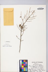 Tsuga canadensis image