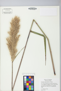 Saccharum alopecuroides image
