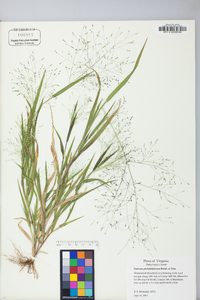 Panicum philadelphicum image