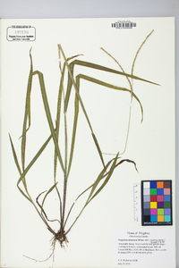 Paspalum setaceum var. muhlenbergii image