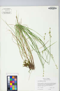 Carex albolutescens image