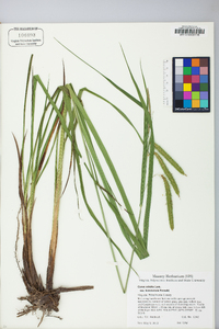 Carex crinita var. brevicrinis image