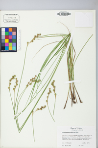 Carex festucacea image