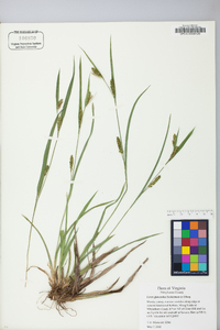 Carex glaucodea image