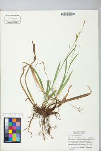 Carex laxiculmis image