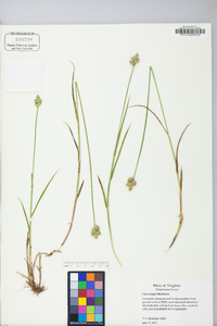 Carex longii image