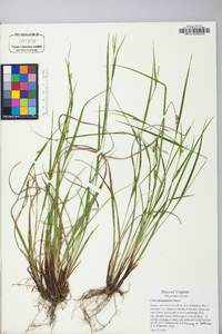 Carex planispicata image