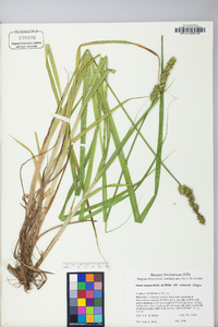 Carex stipata var. maxima image