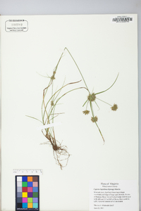 Cyperus lupulinus image