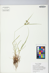 Cyperus retrorsus image