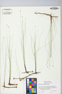 Eleocharis tenuis image