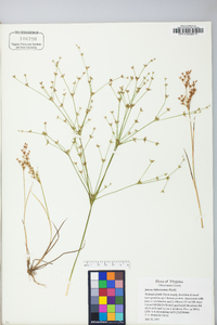 Juncus diffusissimus image