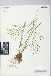 Juncus diffusissimus image