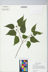 Celtis laevigata image