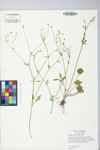 Ranunculus micranthus image