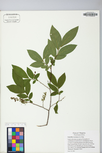 Leucothoe racemosa image