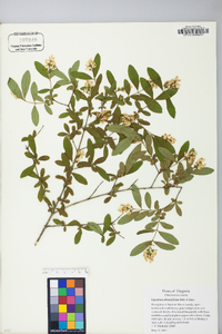 Ligustrum obtusifolium image