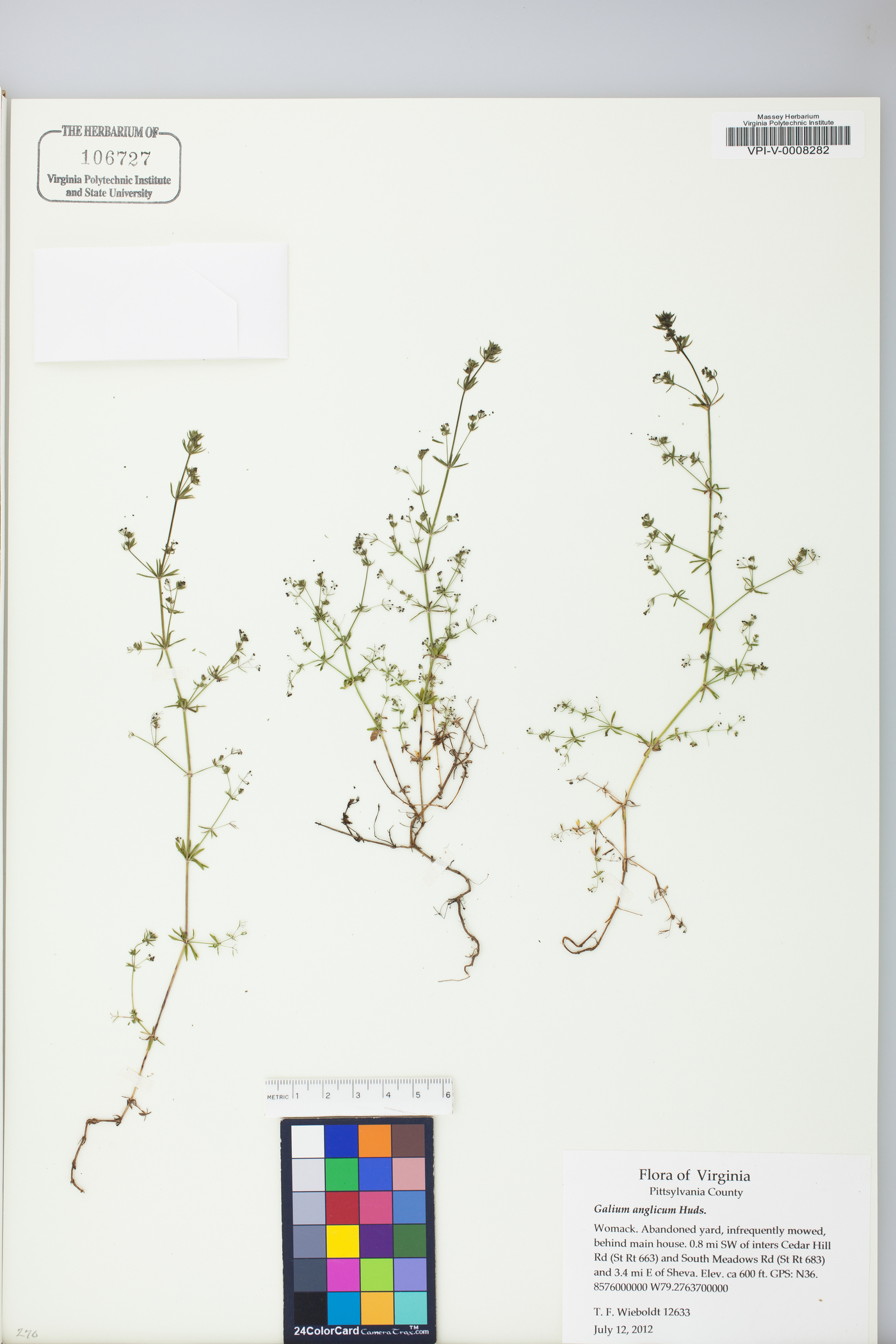 Galium anglicum image