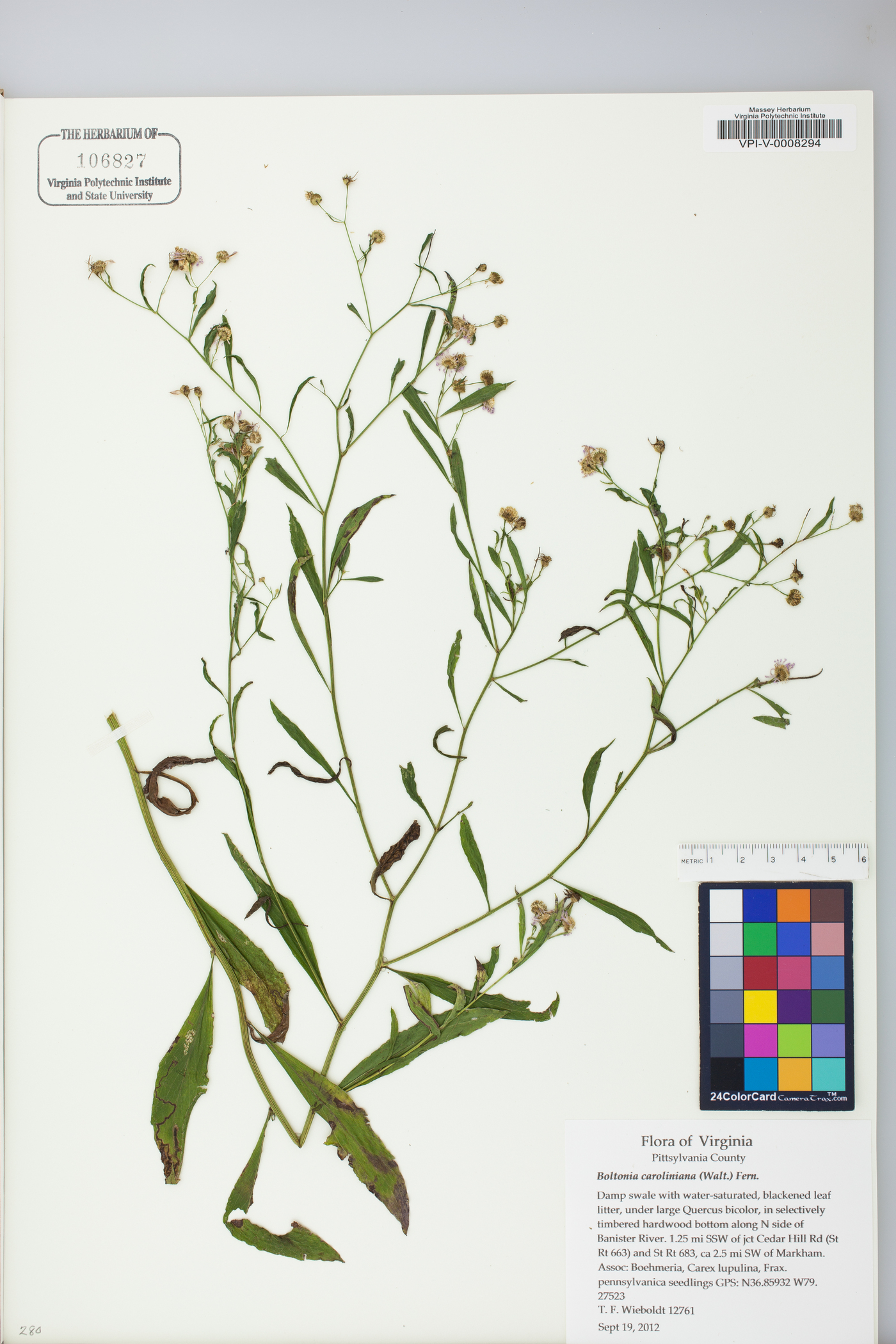 Boltonia caroliniana image