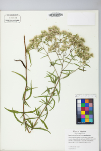 Eupatorium altissimum image