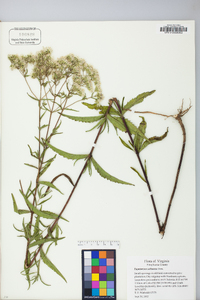 Eupatorium altissimum image