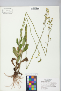 Hieracium scabrum image