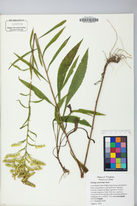 Solidago pinetorum image