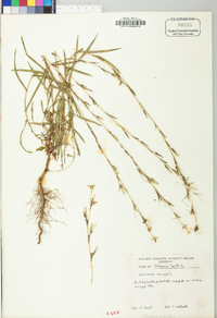 Lactuca saligna image